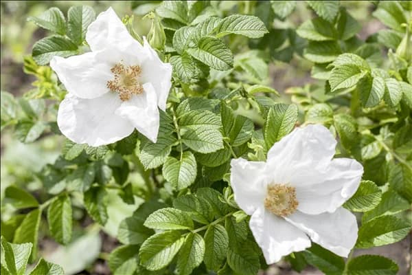 Rosa canina