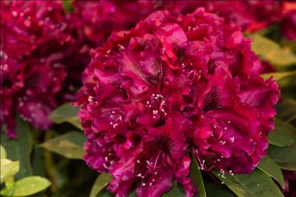 Rhododendron 'Midnight Beauty'