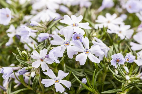 Phlox subulata
