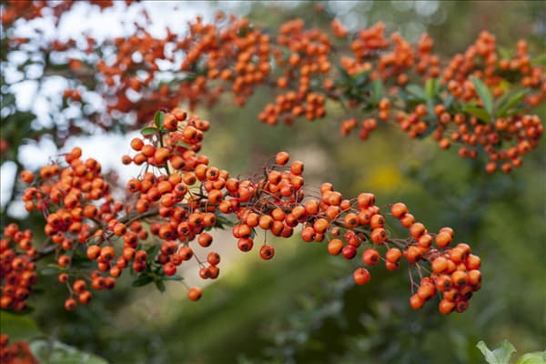 Pyracantha hybride, orange