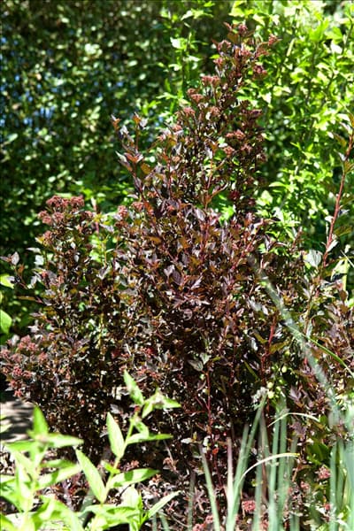 Physocarpus opulifolius 'Little Devil'®