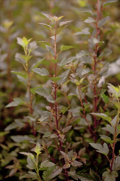 Physocarpus opulifolius 'Little Devil'®