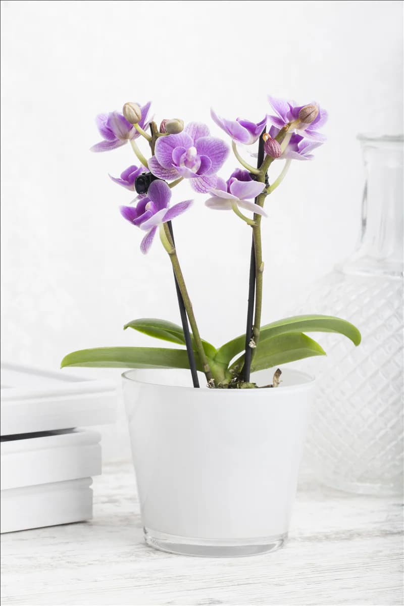 Phalaenopsis, rosa