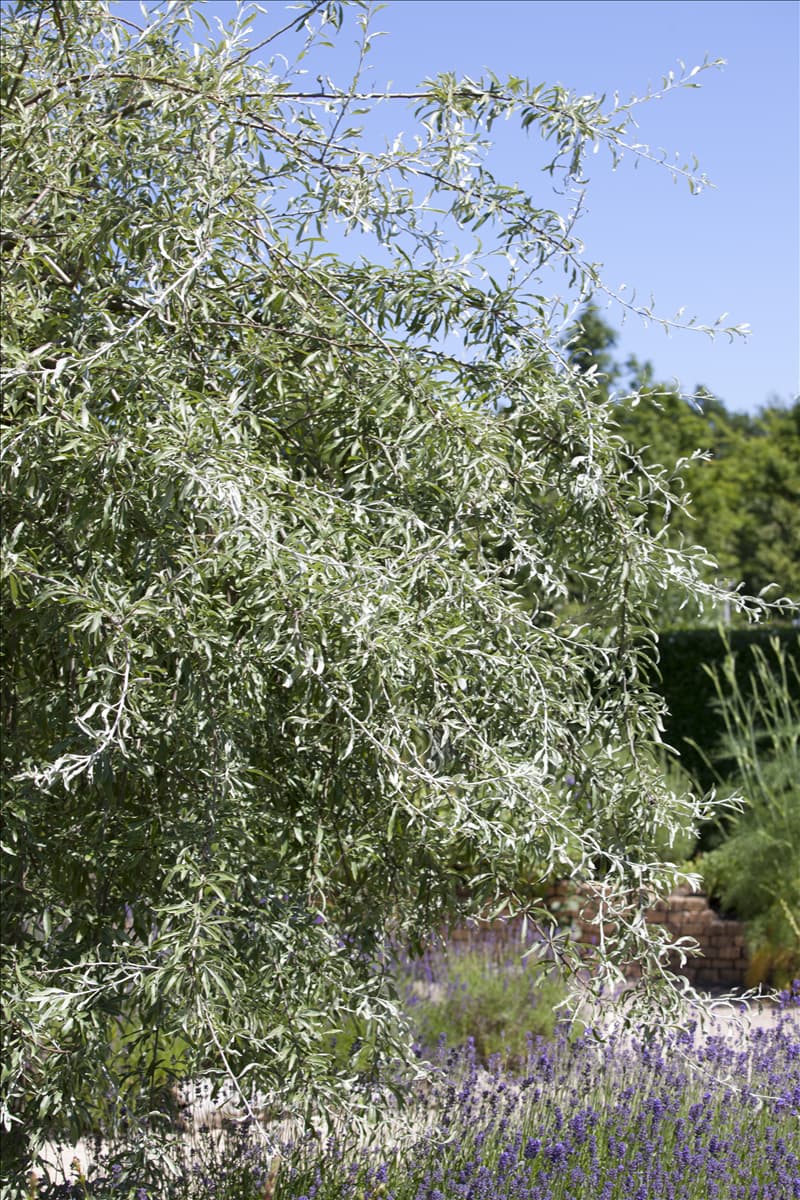 Pyrus salicifolia