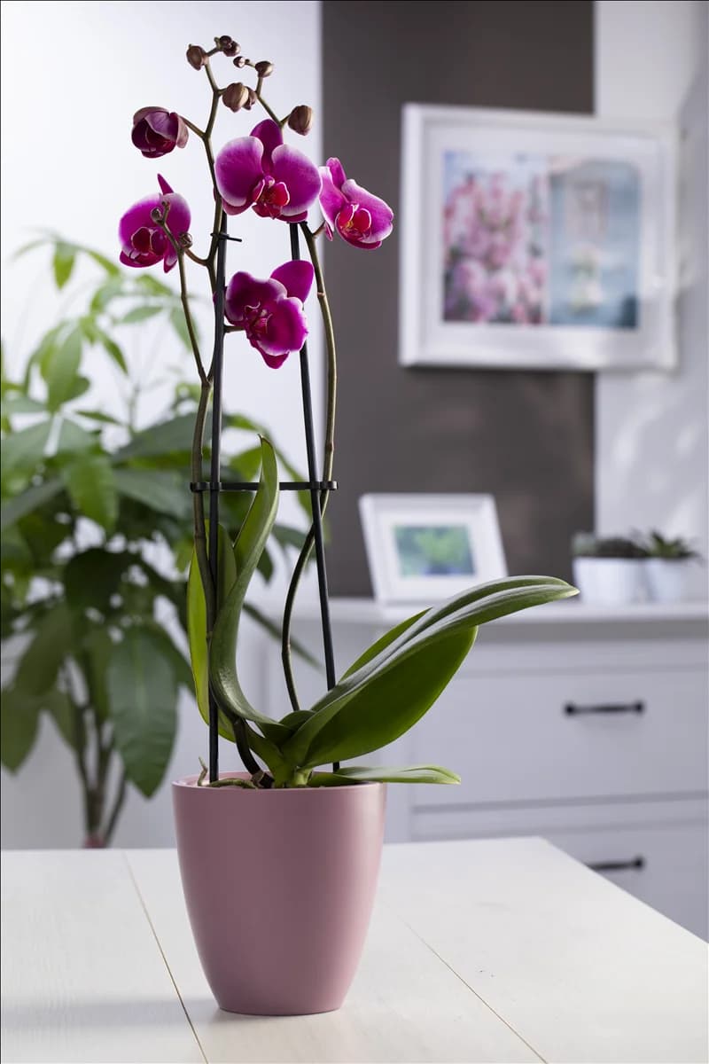 Phalaenopsis 'Pretoria'