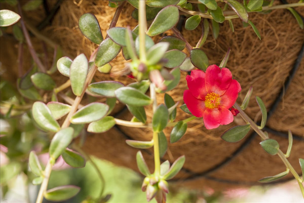 Portulaca umbraticola 'Cupcake Cherry Baby'