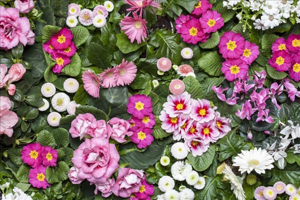 Primula vulgaris