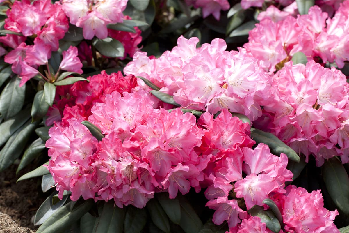 Rhododendron yakushimanum 'Anuschka'