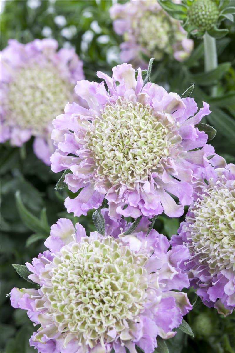 Scabiosa columbaria 'Pink Mist'