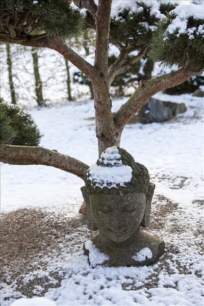 Gartenbonsai Dekobuddhakopf