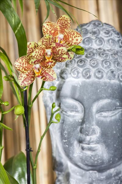 Phalaenopsis