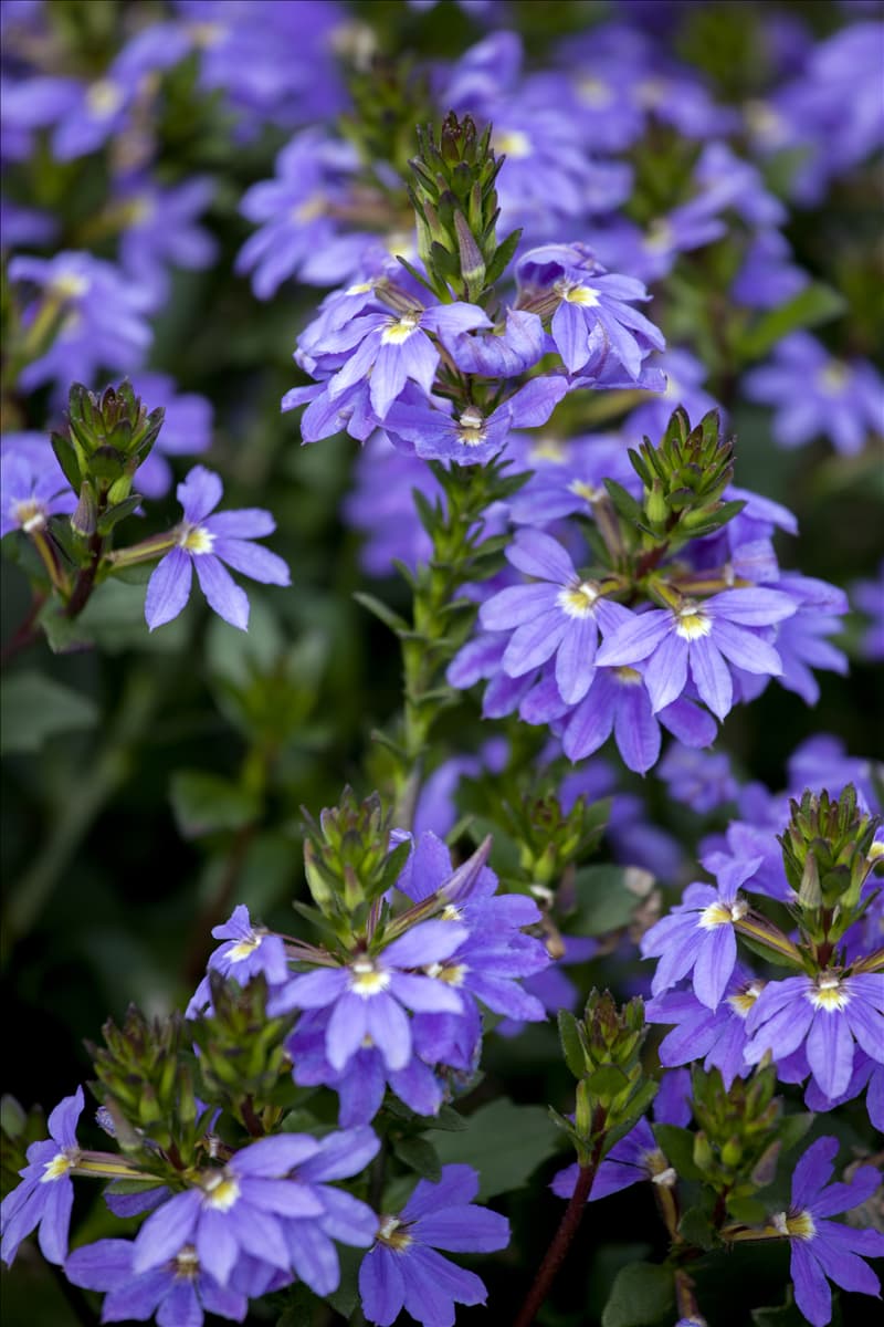 Scaevola saligna