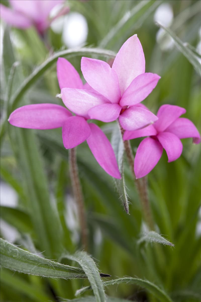 Rhodohypoxis baurii