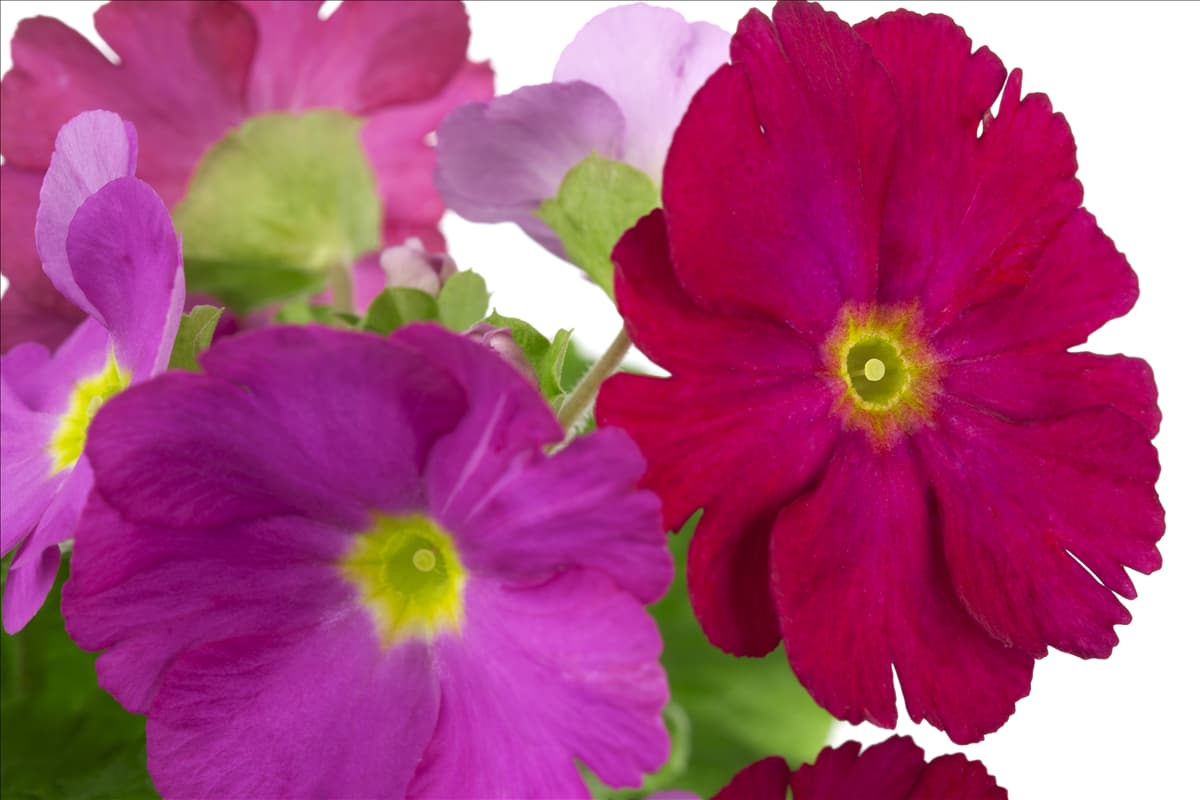 Primula obconica 'Touch Me'®