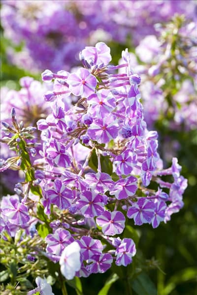 Phlox carolina 'Natascha'