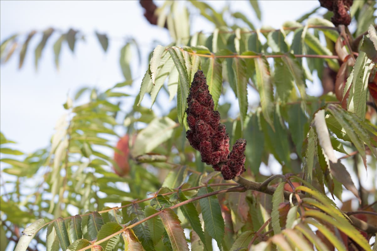 Rhus typhina 'Dissecta'