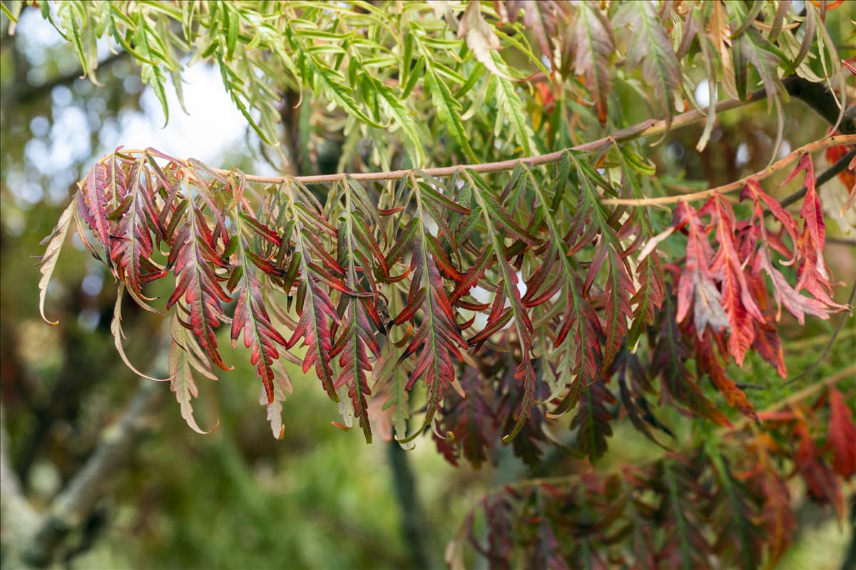 Rhus typhina 'Dissecta'