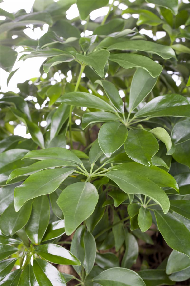 Schefflera arboricola