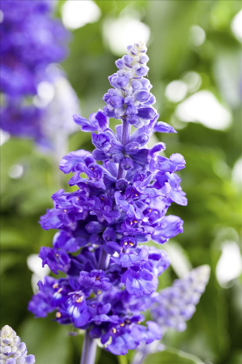 Salvia farinacea