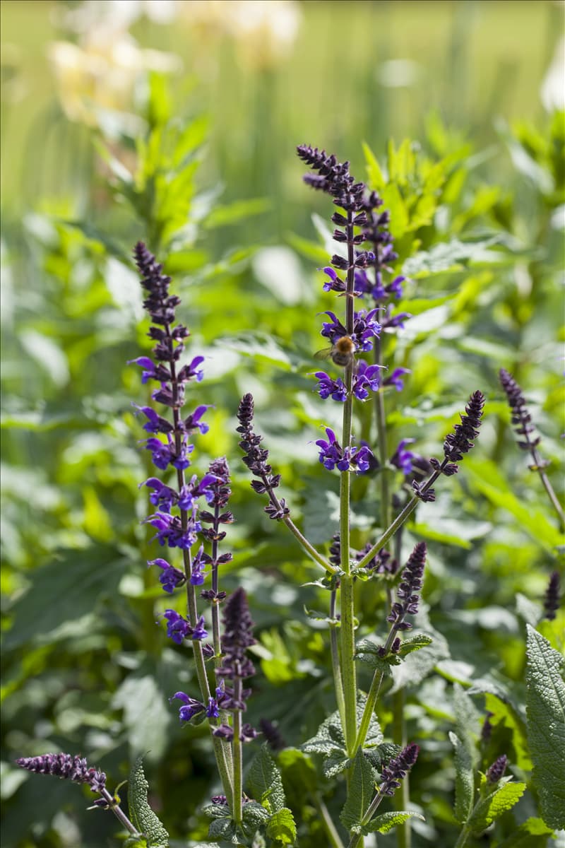 Salvia nemorosa 'Mainacht'