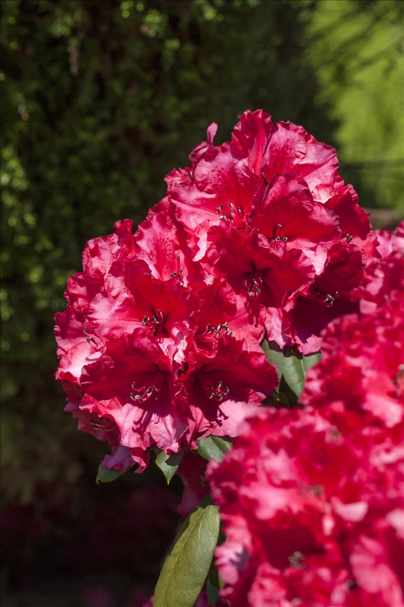 Rhododendron 'Attraktion' Rhododendron-Hybride 'Attraktion'