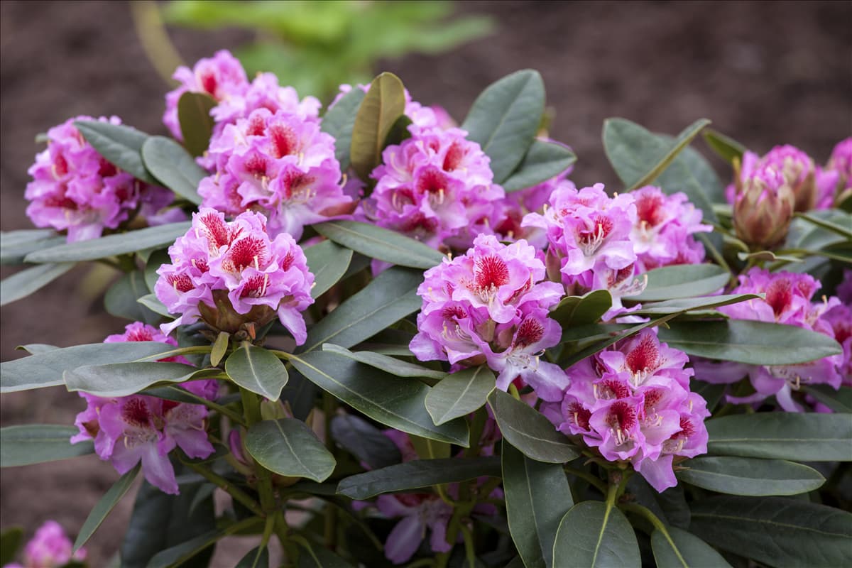 Rhododendron 'Belami'® Rhododendron 'Belami'®