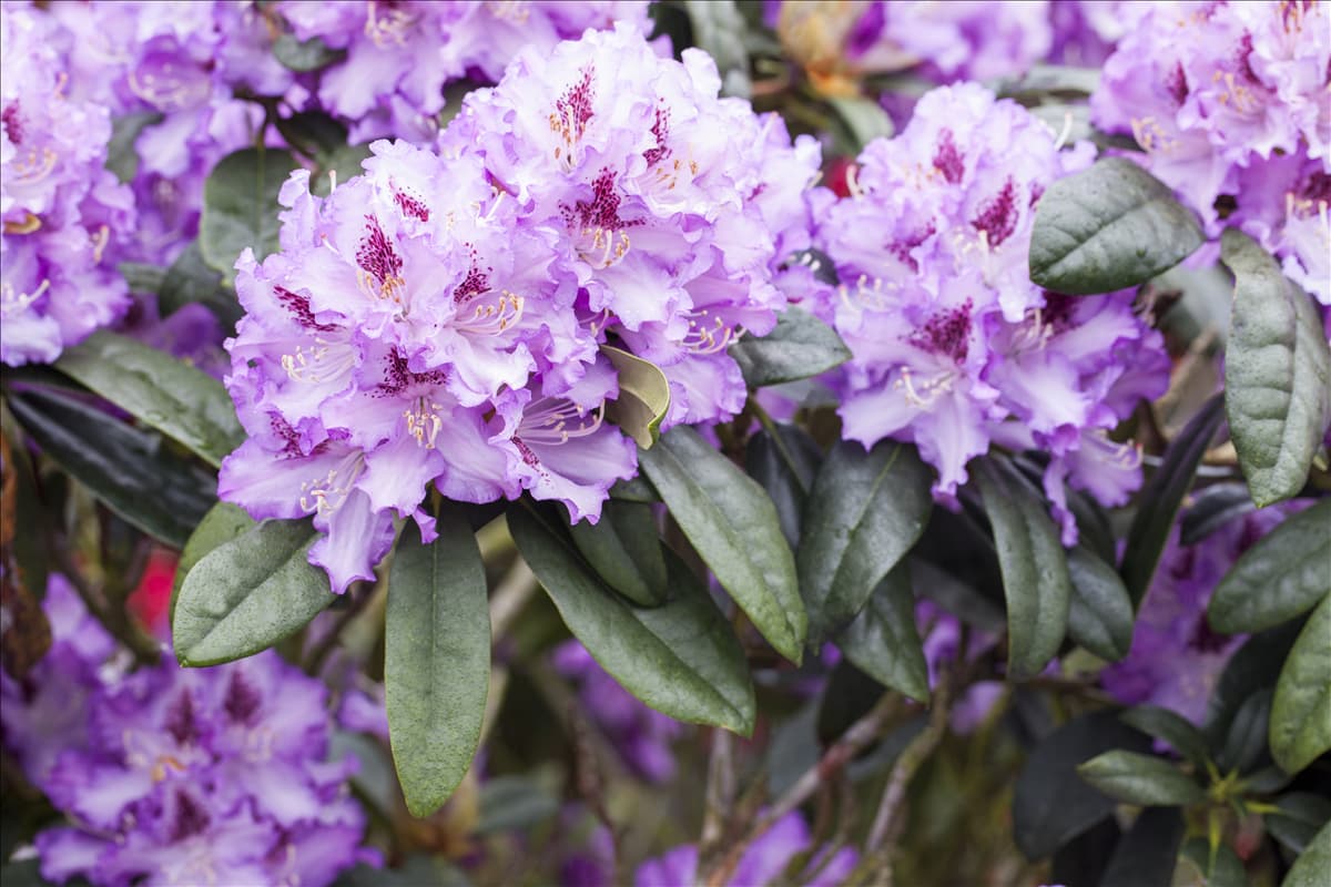 Rhododendron 'Blue Peter' Rhododendron 'Blue Peter'