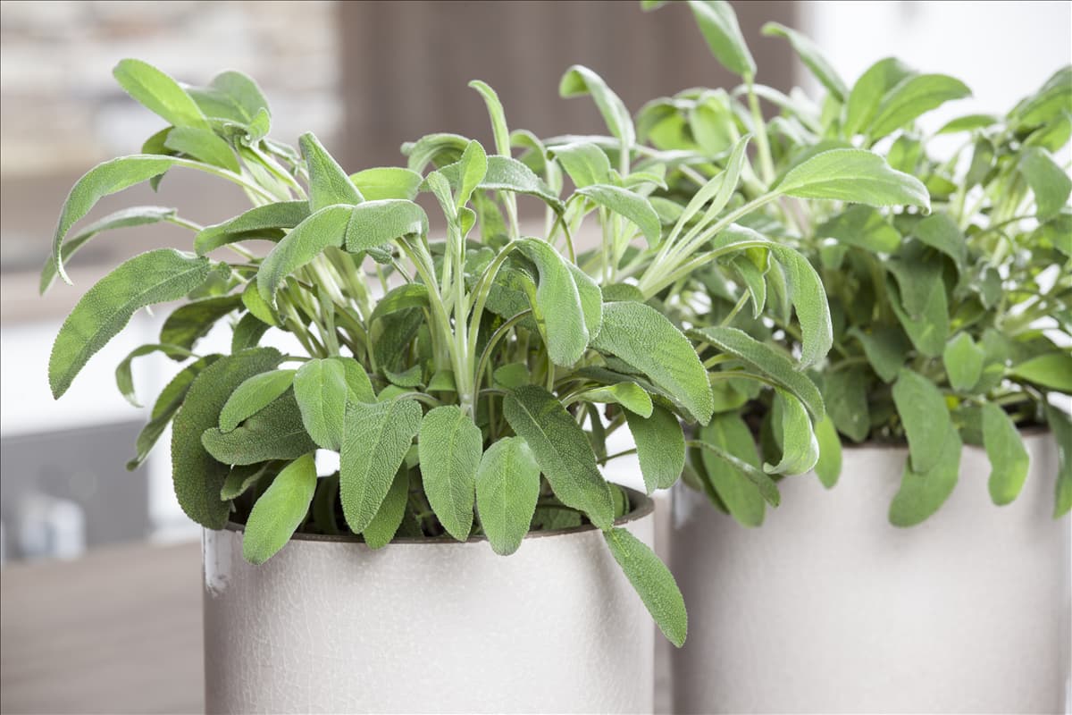 Salvia officinalis
