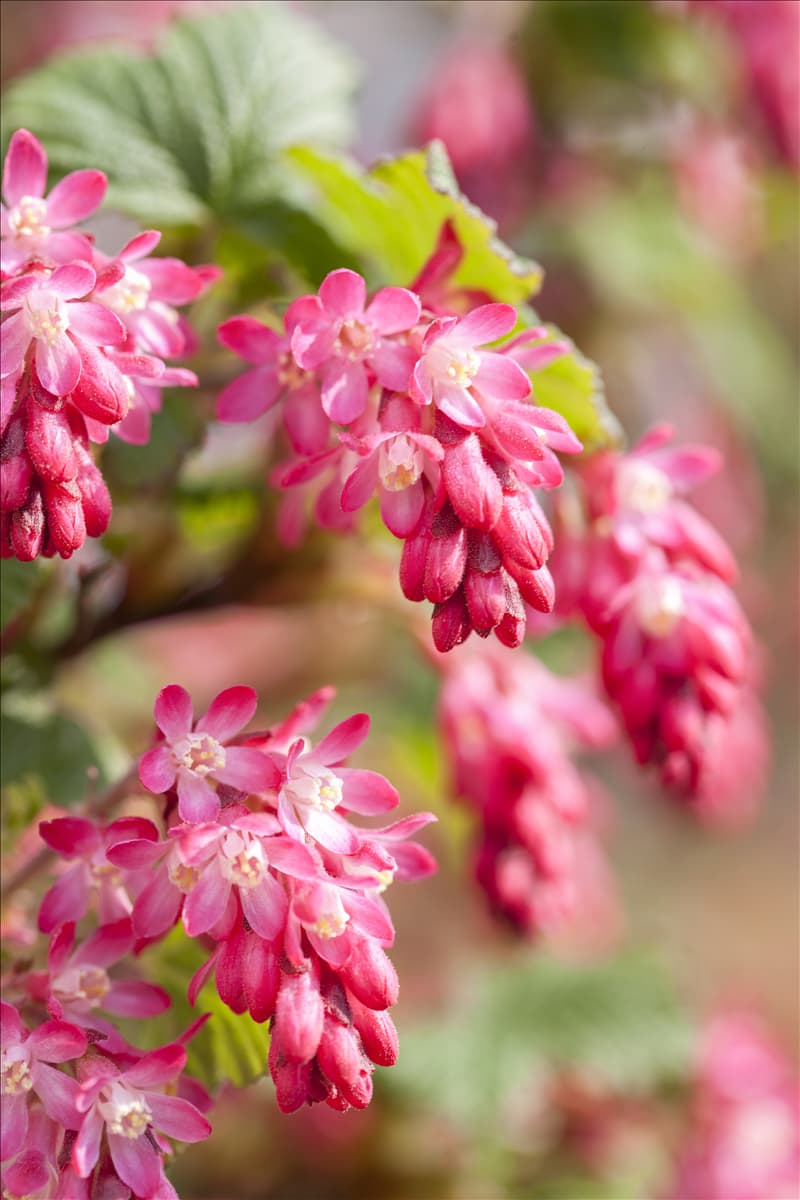 Ribes sanguineum