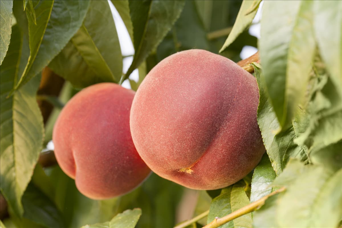 Prunus persica