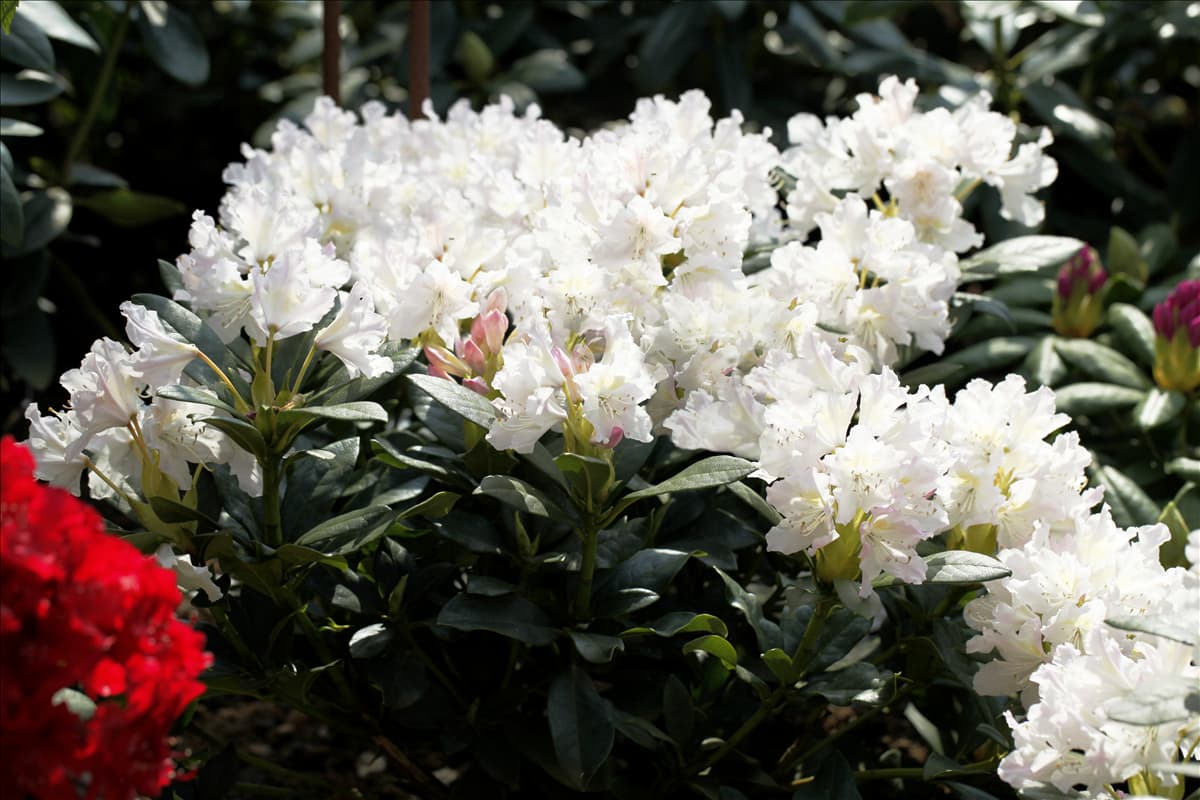 Rhododendron 'Cunningham´s White' Rhododendron 'Cunningham's White'