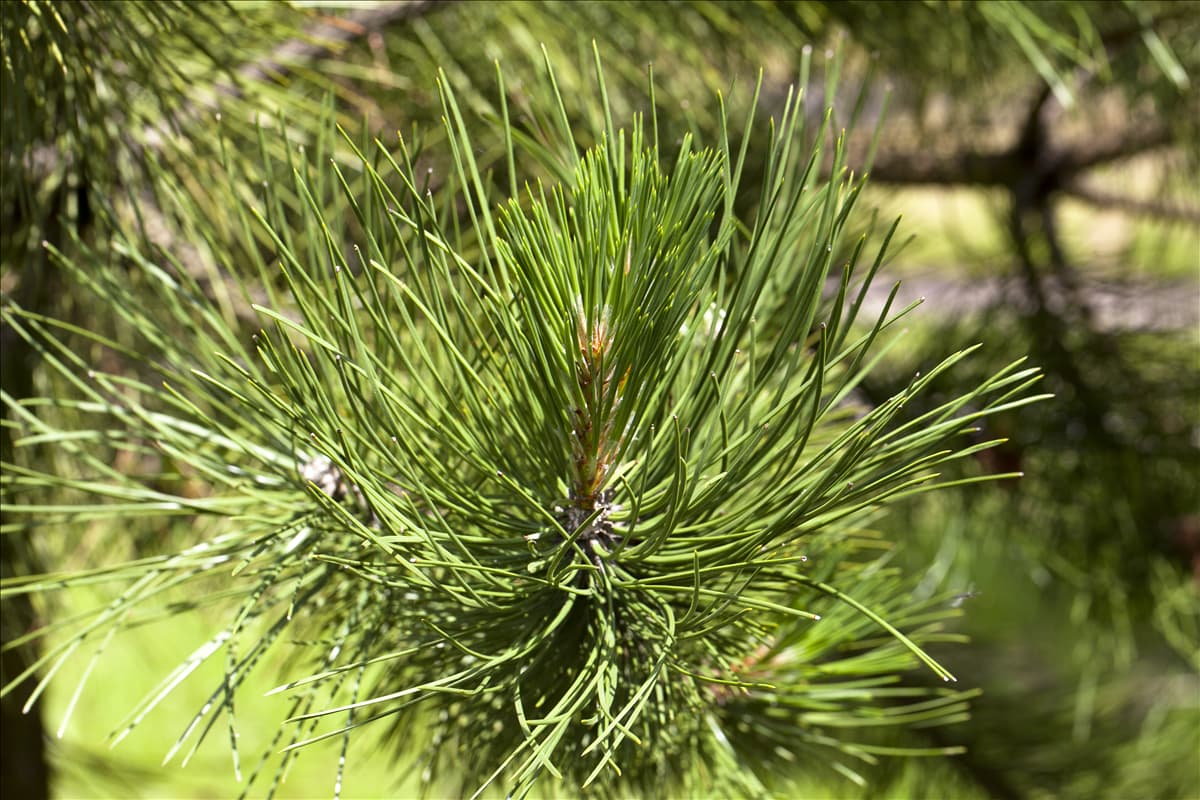 Pinus