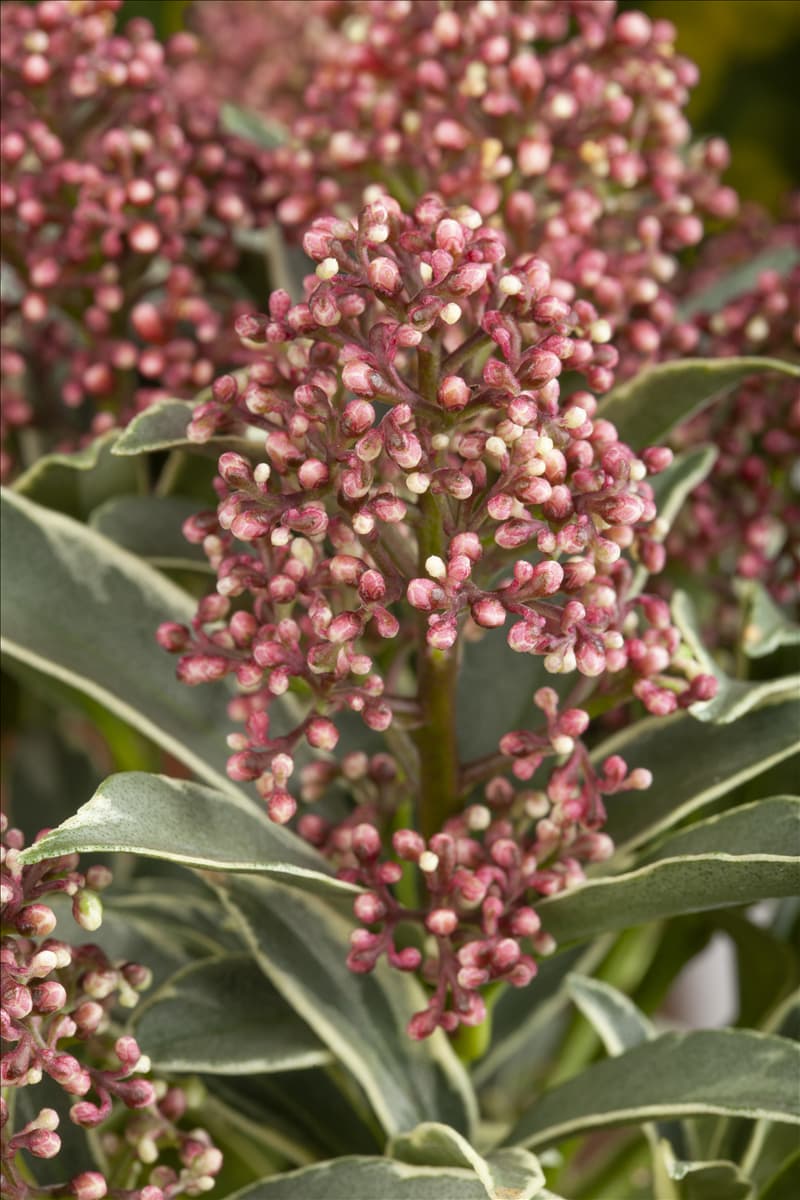 Skimmia japonica 'Mystic Marlot'