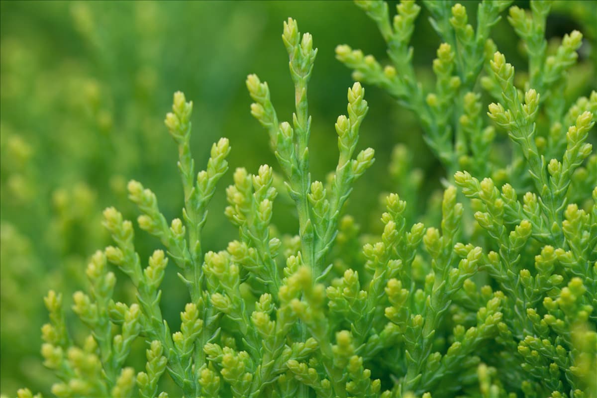 Platycladus orientalis 'Aurea Nana'