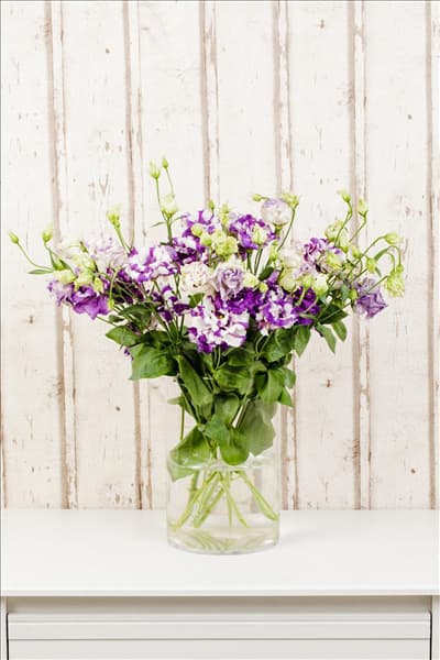 Eustoma