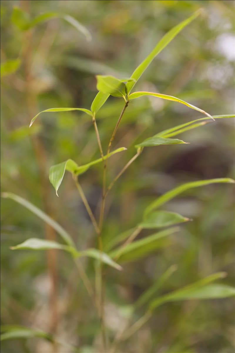 Phyllostachys aureosulcata 'Spectabilis'