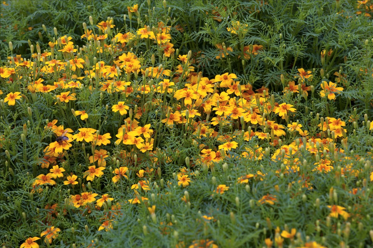 Tagetes tenuifolia 'Gnom'