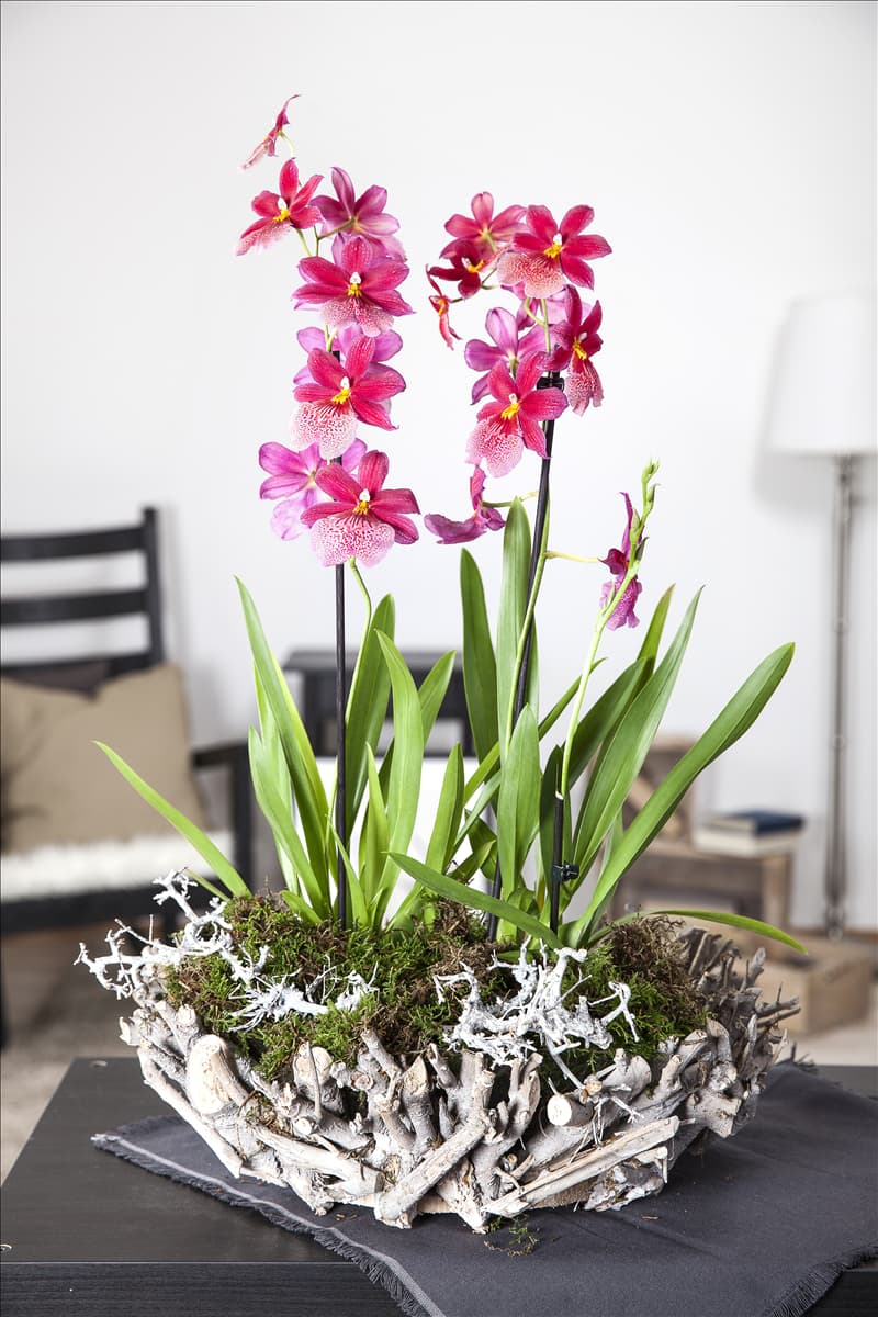 Cambria Cambria-Orchidee
