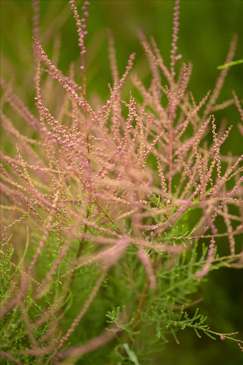 Tamarix ramosissima 'Pink Cascade'