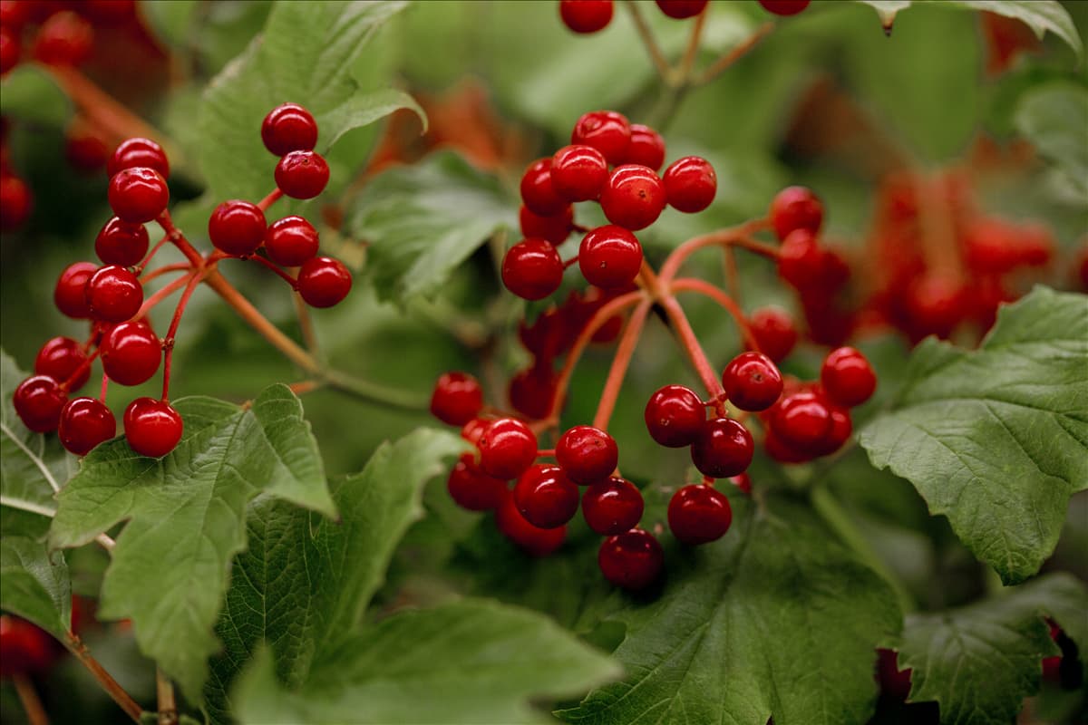 Viburnum opulus 'Compactum'