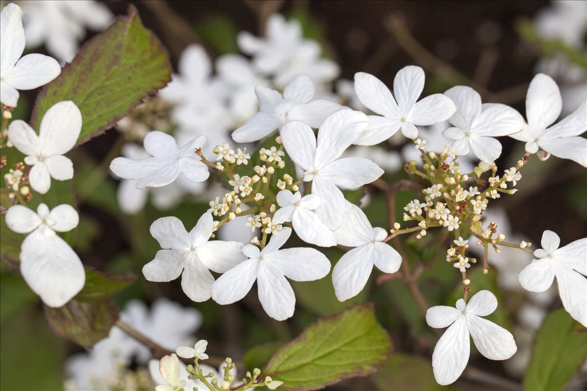 Viburnum plicatum 'Watanabe'