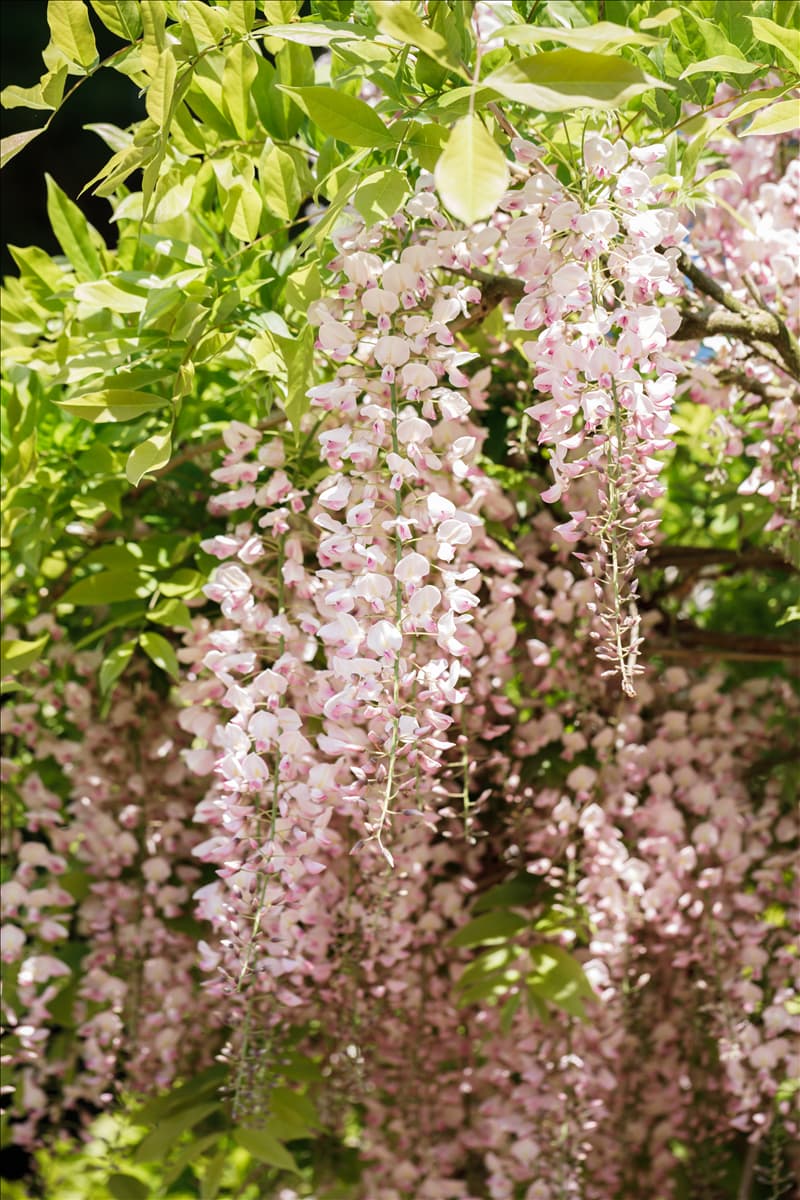 Wisteria floribunda 'Honbeni'