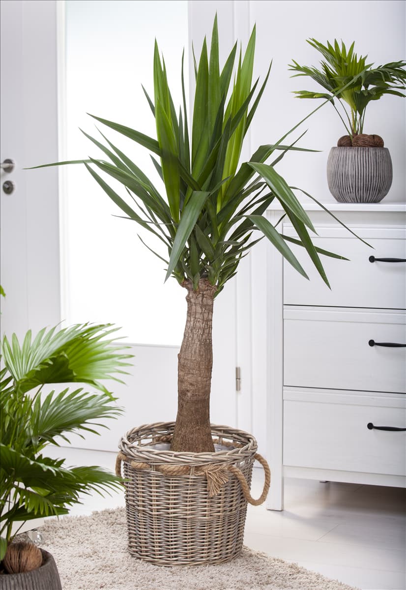 Yucca elephantipes 'Maya Tree'