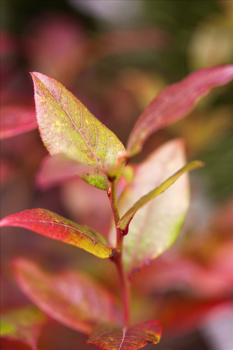 Vaccinium corymbosum 'Bluecrop'