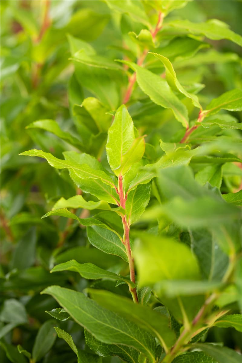 Vaccinium corymbosum 'Luckyberry'®