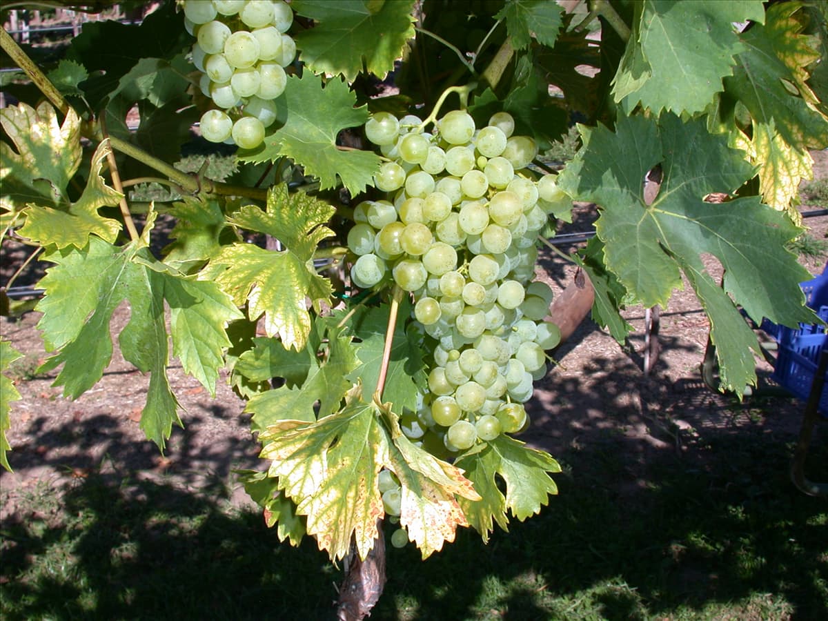 Vitis vinifera 'Fanny'(s)
