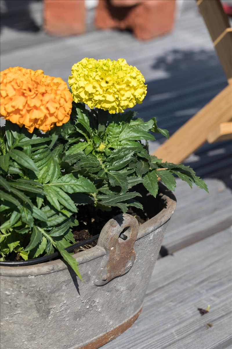 Tagetes erecta 'Antigua'