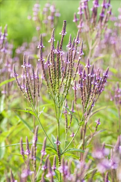 Verbena officinalis