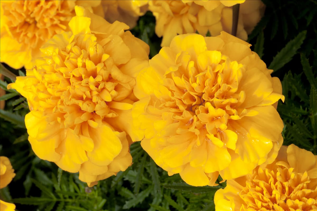 Tagetes patula