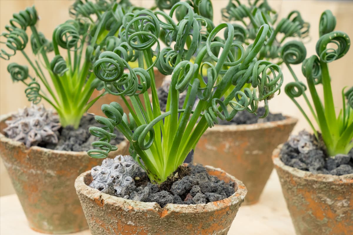 Albuca spiralis 'Frizzle Sizzle' Albuca